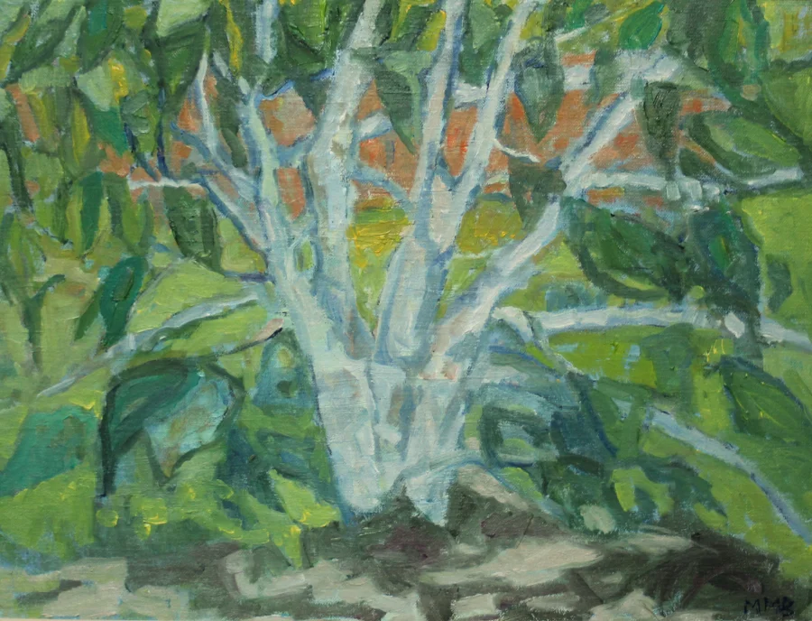 Magnolietræ